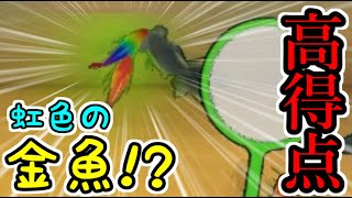 【ボクらの大夏まつり2】虹色の金魚が速すぎて捕まらないｗｗｗでも高得点！