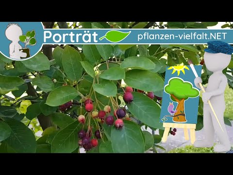 🌳🖼️ Porträt 02 - Felsenbirne/Felsenbirnen (Amelanchier) - Baum-Steckbrief (Essbar)