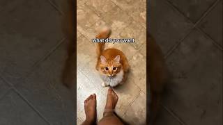 #cat #cute #catvideo #cutecat #funnyvideo #funny
