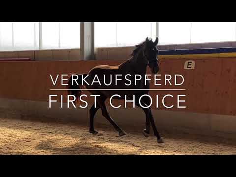 Verkaufspferd First Choice