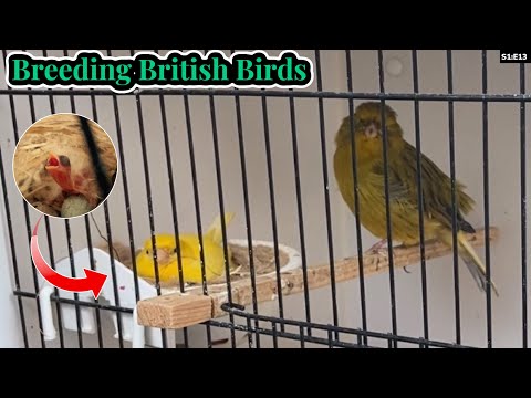 Breeding the *PERFECT* Feeder Canaries | Breeding British Birds S1:E13