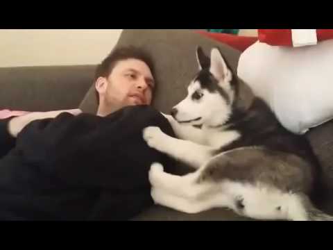 Щенок Хаски ругается с хозяином.
