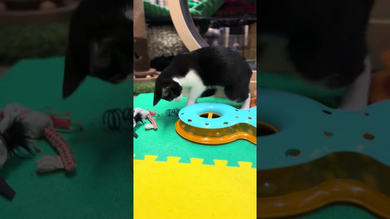 Enlarge Lilo, an adoptable Domestic Short Hair in Tillamook, OR video 6/6