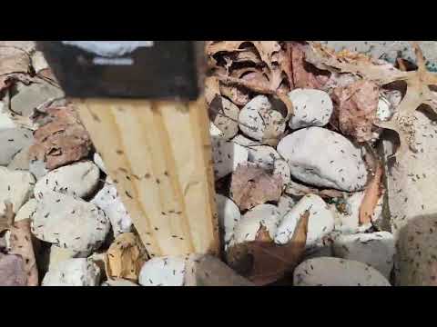 Lots & Lots of Ants Surrounding the Home in Manalapan, NJ