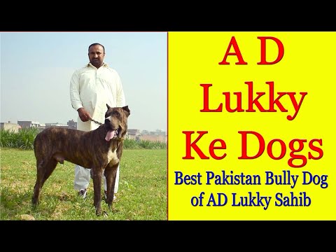 Bully Dogs of Janab Allah Ditta From Lahore By Bully Kutta Youtube Channel Nafa TV HD