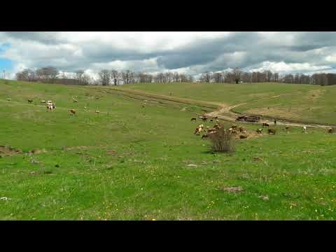 MELODI BJESHKE 28.04.2019