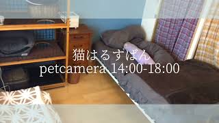 猫はるすばん petcamera 14:00-18:00