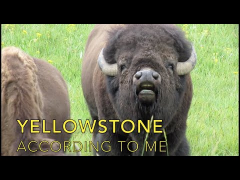 What I Saw In Yellowstone NP