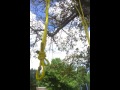 yello swing
