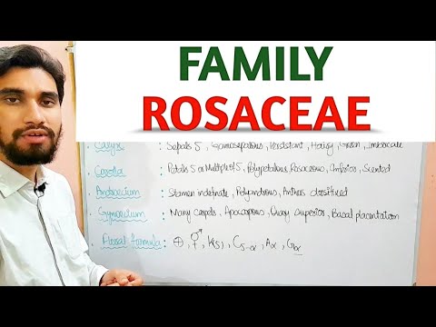 FAMILY ROSACEAE | DESCRIPTION OF FLOWER || Zeerak's Biology