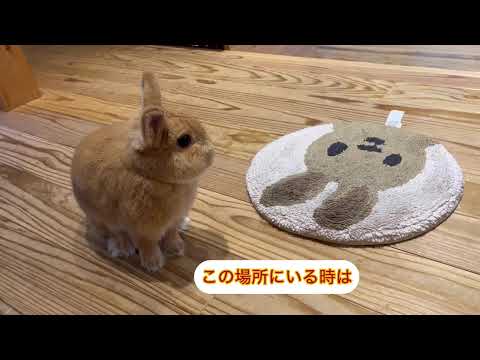 鶏の冬の餌は何ですか？季節を通して体型を維持するための 3 つのプロテイン レシピ  庭園