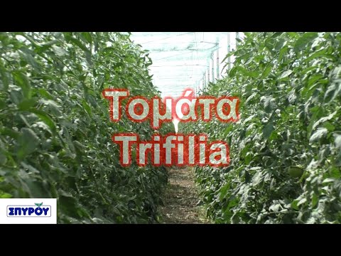 , title : 'Τομάτα Trifilia || Αγροτικός Οίκος ΣΠΥΡΟΥ'