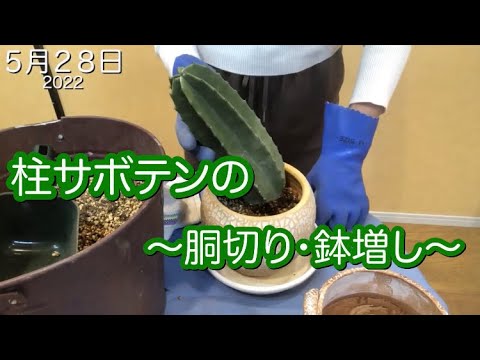 ラケットサボテンはかなり切りやすいです。