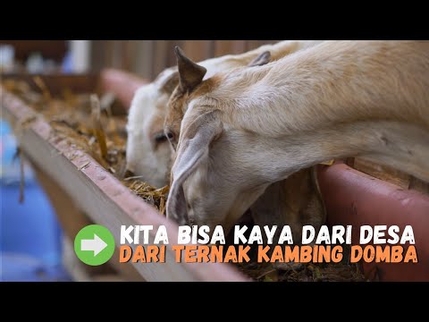 , title : 'Sebenarnya Kita Bisa Kaya Dari Desa Dengan Ternak Kambing Domba, Tanpa Harus Pergi Ke Kota'