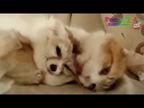 FUNNIEST DOGS in SNOW COMPILATION