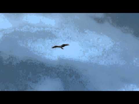 osprey and two ravens.
