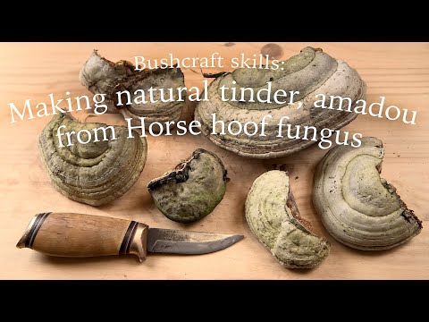 Best way how to make natural tinder Amadou, Horse hoof fungus, making fire with flint & steel, taula