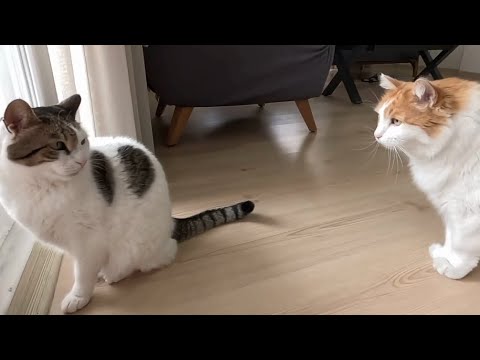 MAKBULE’NİN SÖYLENMELERİ, FIRILDAK’IN OYUN AŞKI