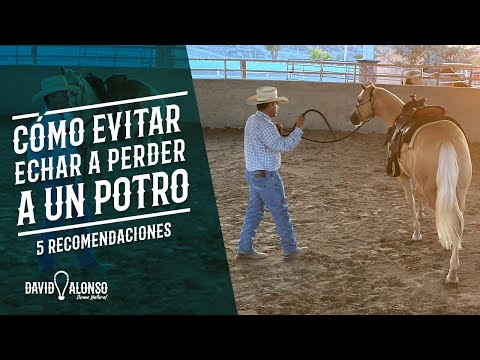 5 Recomendaciones para no echar a perder a un potro