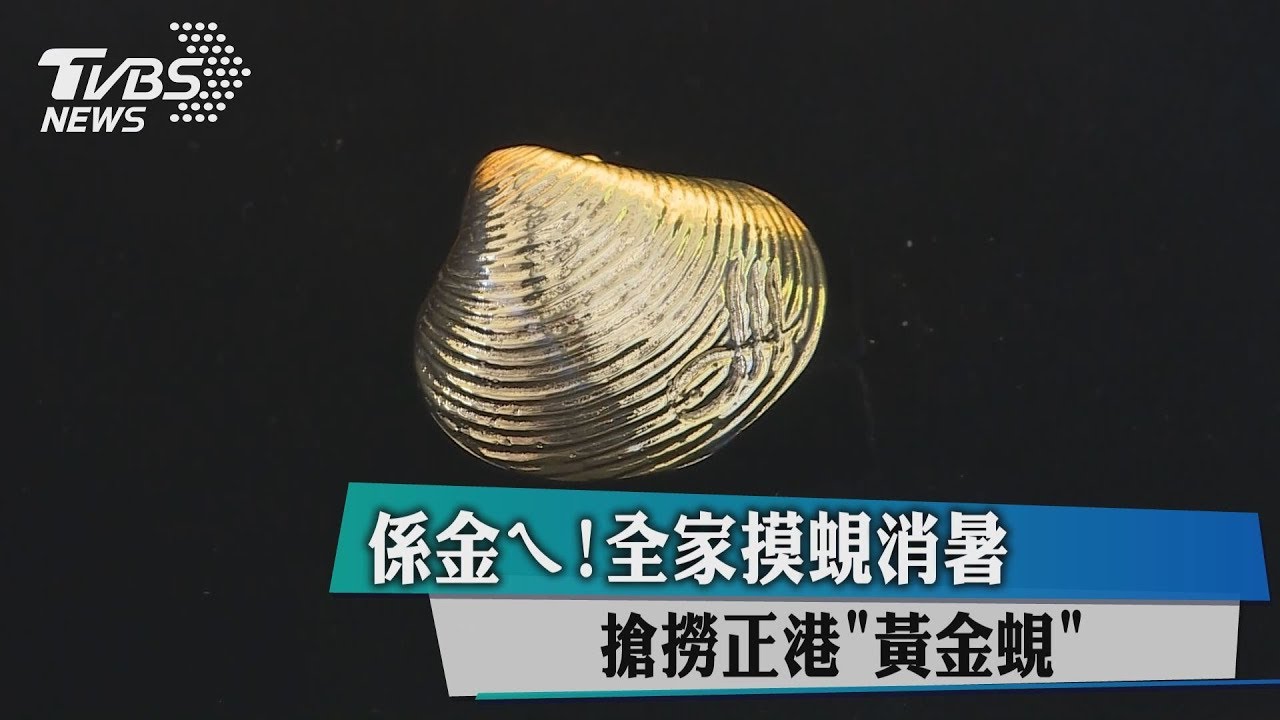 係金ㄟ!全家摸蜆消暑 搶撈正港「黃金蜆」