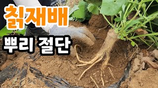 알칡 재배 뿌리 어느걸 잘라야?