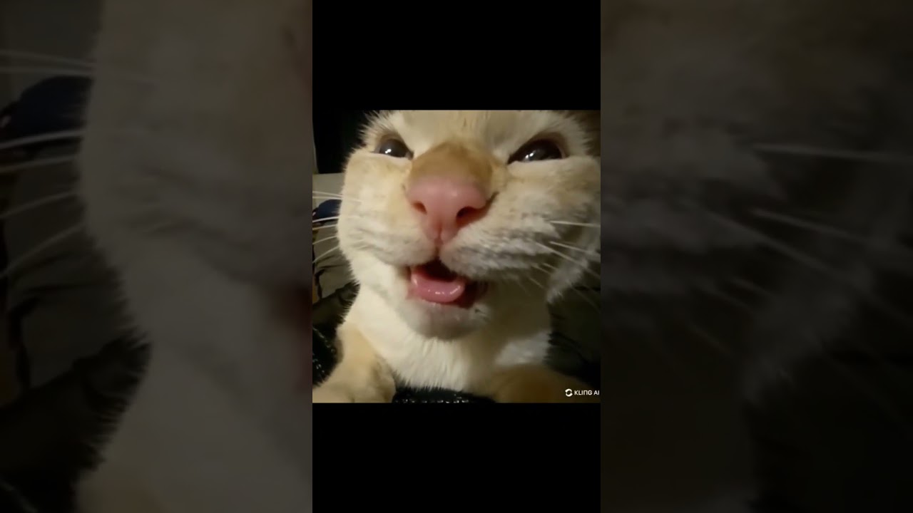 MU HEHEHEHE #cat #memes #hehe #shorts