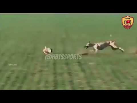 Greyhounds Vs Rabbit | Podenco Dogs Vs Rabbit | Greyhounds Coursing 2023 #viral #trending