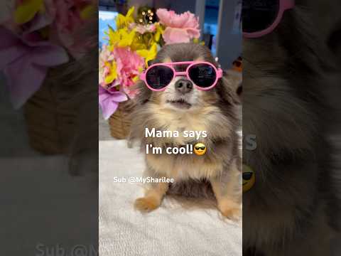 You are so cool! #petlover @We_Love_Animals @petcollective @PetsSwag ​⁠@animalshome467@AnimalHT2721