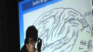 41) Dr. Sherif 16-12-2014 [ Lecture 2: Cerebral Hemispheres ]