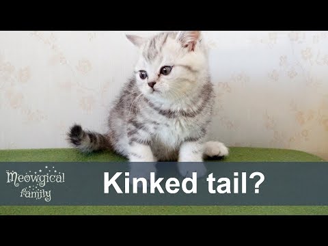 A kinked tail - is it bad?