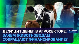 ДЕФИЦИТ ДЕНЕГ В АГРОСЕКТОРЕ: ЗАЧЕМ ЖИВОТНОВОДАМ СОКРАЩАЮТ ФИНАНСИРОВАНИЕ?