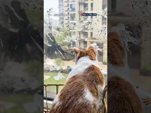 Độc lạ: Chim thả 