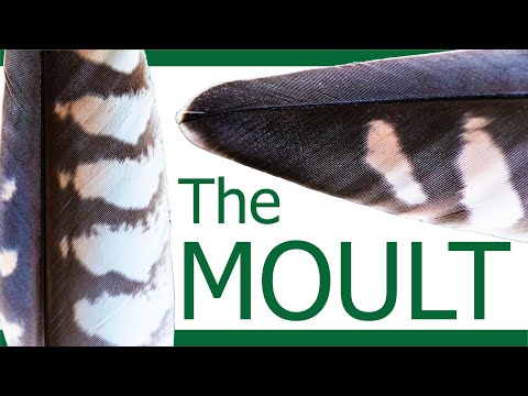 Moulting in Birds of Prey | The moult in Falconry