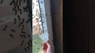 пчелы проникли всё таки 🐝😵‍💫😄 #dobrosot