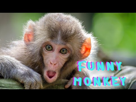 Cute And Funny Monkey Videos Compilation #1 | Cute Animals