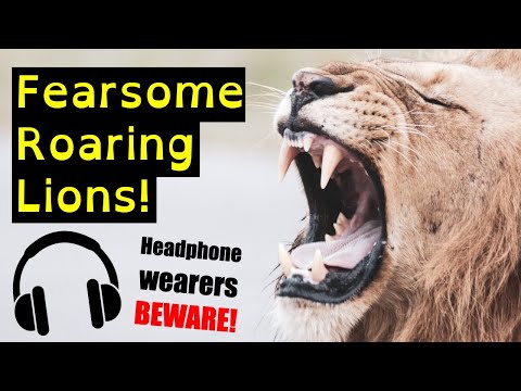 Incredible Roaring Lion Compilation | Top Ten Loud Lion Roar