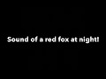 Red Fox Sound At Night Maine