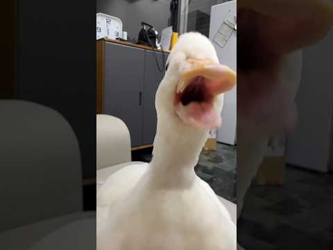 Duck 🦆 - Vak vak ördek 😍 #ducks #duck #animals #animalshorts #cuteducks #shortvideo #shorts #funny