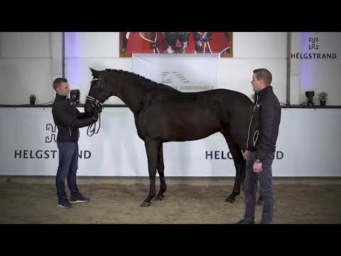 Iron by Asgard’s Ibiza / Hohenstein – stallion born 2017 (DK)