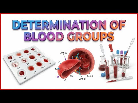 Determination of blood groups animation -  Physiology practical's