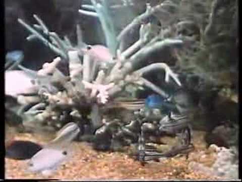 I Vertebrati (parte 1/2)