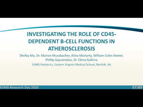 Thumbnail image of video presentation for Investigating the role of CD45-dependent B-cell functions in atherosclerosis