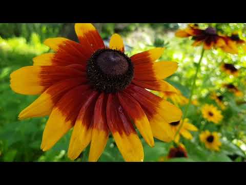 Melarosa - ogrodowe impresje