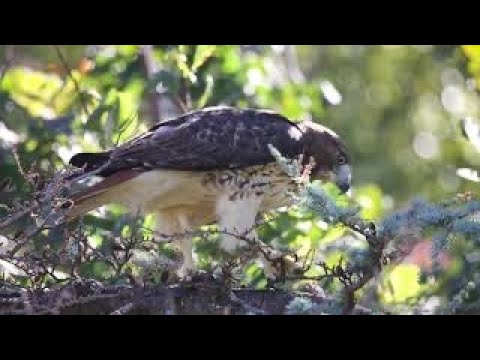 How Hawk Hunting Squirrel / Hawk Landing Vertically / Red-tailed Hawk / Nature