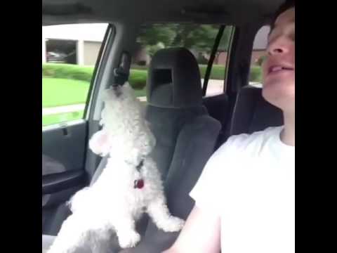 WHENEVER I'M HAPPY, MY DOG IS HAPPY