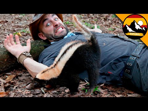 EPIC SKUNK ENCOUNTER | Skunk Fun Facts | Brave Wilderness