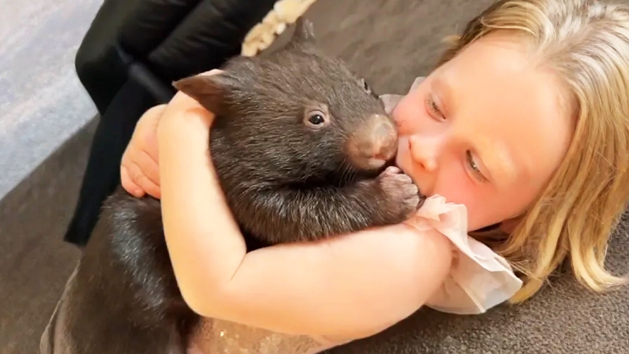 She Found a Baby Wombat After the Fire And He’s Never Left Her Side
