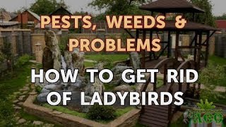 How to Get Rid of Ladybirds