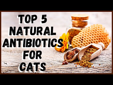 Top 5 Natural Antibiotics for Cats