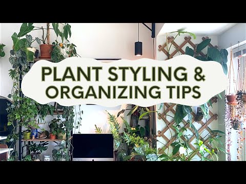 Tips For Plant Styling & Organizing Your Houseplants